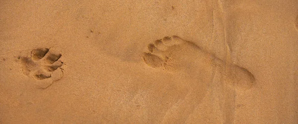 Empreinte humaine à côté des empreintes de chien sur la plage tropicale de sable. — Photo