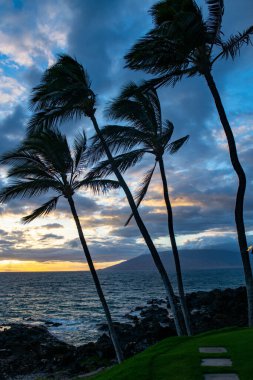 Kum, okyanus, palmiye yaprakları, palmiye ağaçları ve mavi gökyüzü olan tropik deniz plajı. Yaz sahili geçmişi. Hindistan cevizi palmiyeleri.