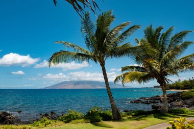 Hawaii plajı, Hawaii okyanusu, aloha maui adası. Tropik plaj manzarası.