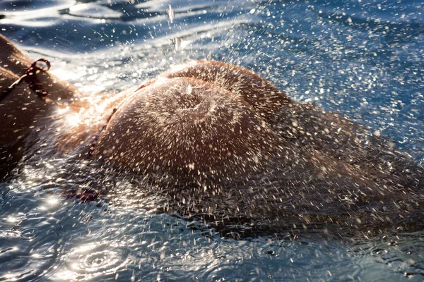 Sexy curves girl butt in bikini in pool. Sexy buttocks. Young woman shows a beautiful ass buttocks in water. Summer background. — Φωτογραφία Αρχείου