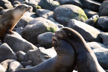 Pelerin kürk fokları. Deniz aslanlarıyla vahşi yaşam konsepti.
