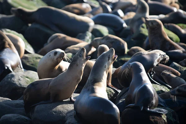 Leones marinos en San Diego, California. — Foto de Stock