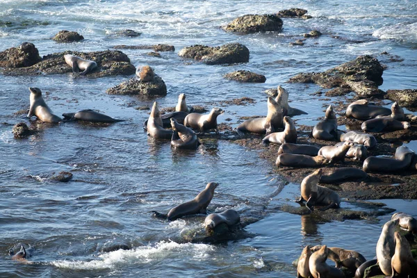 Leones marinos en San Diego, California. — Foto de Stock