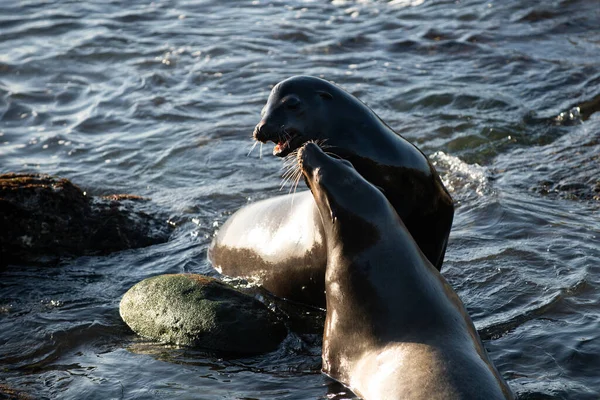 Foca del puerto. Las focas en las rocas. Leones marinos en el acantilado de La Jolla Cove en San Diego, California. —  Fotos de Stock