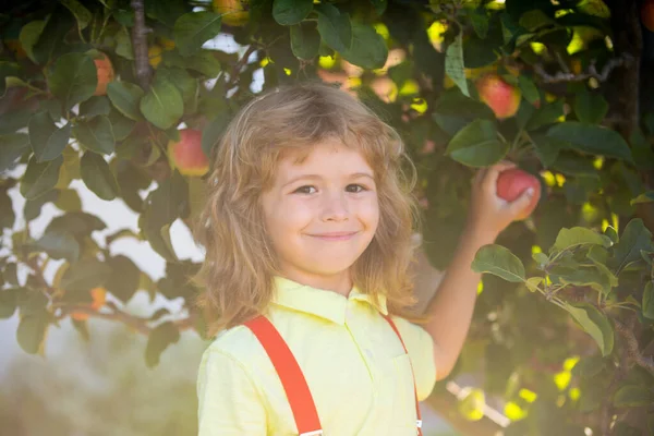Criança a apanhar maçãs no quintal. Retrato de menino sorridente no jardim de maçã pomar. — Fotografia de Stock