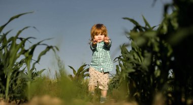 Yeşil mısır tarlasında küçük bir çocuk ya da mısır