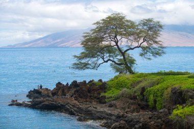Hawaii plaj geçmişi. Hawaii 'deki cennetin tadını çıkarıyorum. Palmiye ağaçlarıyla dolu tropik yaz manzarası. Lüks seyahat tatili. Egzotik plaj manzarası. İnanılmaz doğa, doğada rahatla..