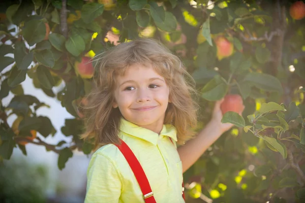 Criança a apanhar maçãs no quintal. Menino retrato no jardim de maçãs do pomar. A colher fruta. Temporada de outono estilo de vida das crianças. — Fotografia de Stock