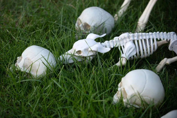 怖い犬のハロウィーンの骨格、地面から立ち上がる頭蓋骨. — ストック写真