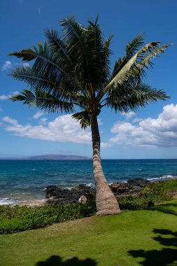 Palmiye ağaçları ve gökyüzü olan plaj. Yaz tatili tatil geçmişi kavramı. Hawaii Cennet Sahili.