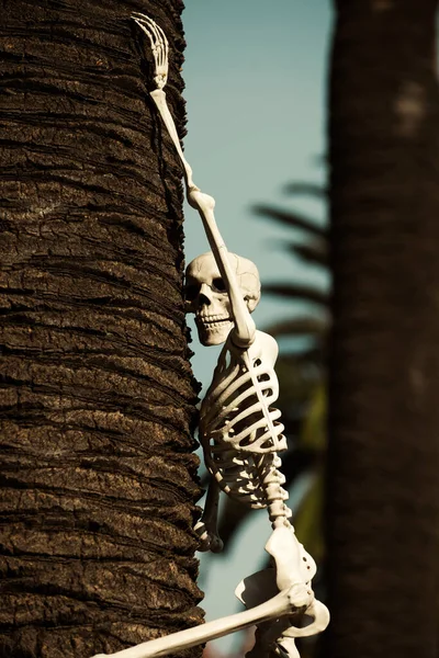 Esqueleto de Halloween. Dia das Bruxas para decoração de casa. Esqueleto de Halloween escalando na árvore. — Fotografia de Stock