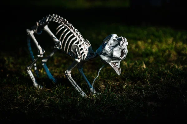 De dödas dag, Halloween eller Dia. Halloween bakgrund. Halloween skelett av skrämmande hund eller katt. — Stockfoto