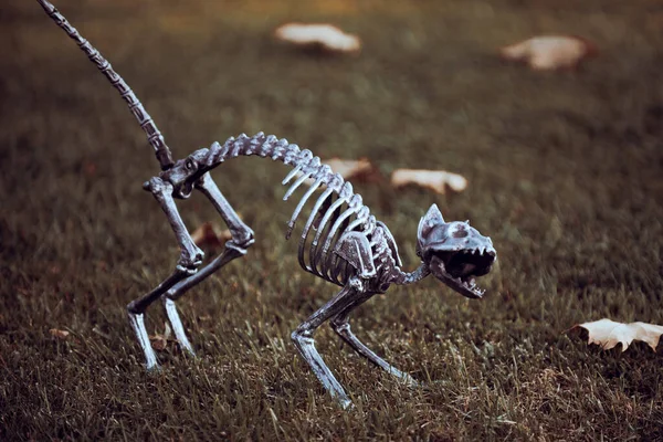 Αντίληψη του Χάλογουιν. Απόκριες σκελετός τρομακτικής γάτας. — Φωτογραφία Αρχείου