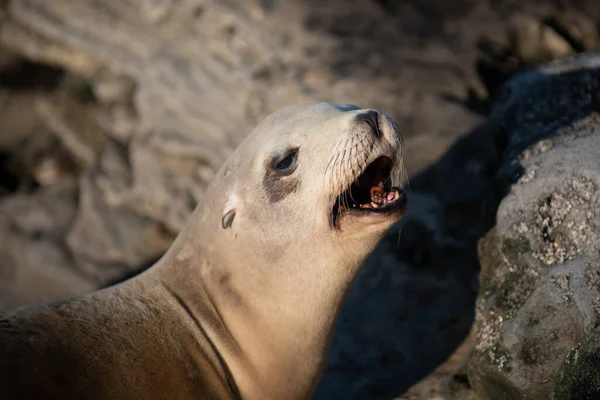 Oroszlánfókák az óceánnál. Szőrös fóka kolónia, arctocephalus pusillus. — Stock Fotó