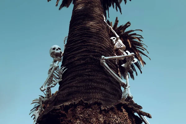 Διακόσμηση για το Helloween. Ανθρώπινος σκελετός για τις Απόκριες. — Φωτογραφία Αρχείου
