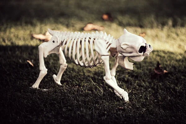 Scheletro di Halloween di cane spaventoso. Concetto di Halloween. — Foto Stock