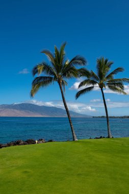 Kum, okyanus, palmiye yaprakları, palmiye ağaçları ve mavi gökyüzü olan tropik deniz plajı. Yaz sahili geçmişi.