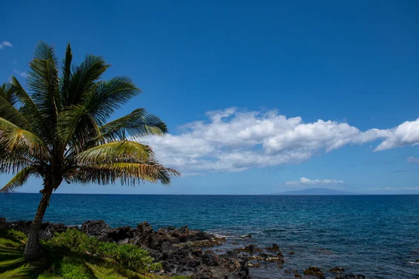 Beautiful beach with palm trees and sky. Summer vacation travel holiday background concept. Hawaiian paradise beach. Luxury travel summer holiday background. — Stock Photo, Image