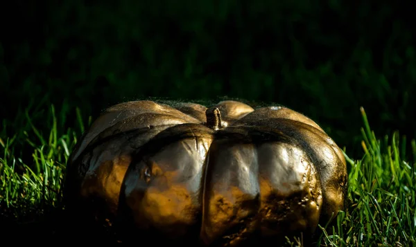 Złota dynia leży na zielonej trawie. Święto Dziękczynienia i Halloween. Tradycyjna sezonowa dekoracja. Moda luksusowe urządzone złote pompowanie. — Zdjęcie stockowe