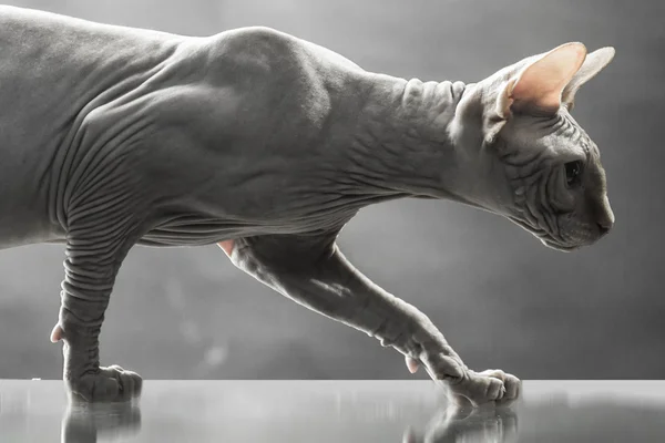 Sfenks Kanada kedi gri arka plan üzerinde yansıtıcı yüzeyi