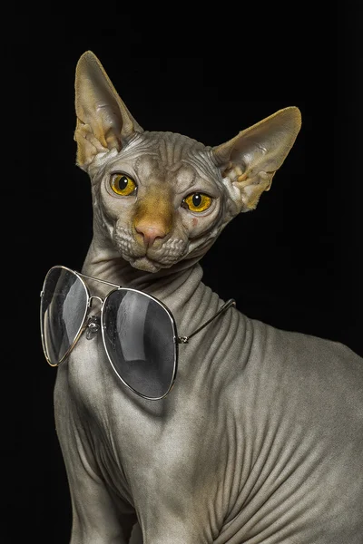 Gato esfinge con gafas de sol de fondo negro — Foto de Stock