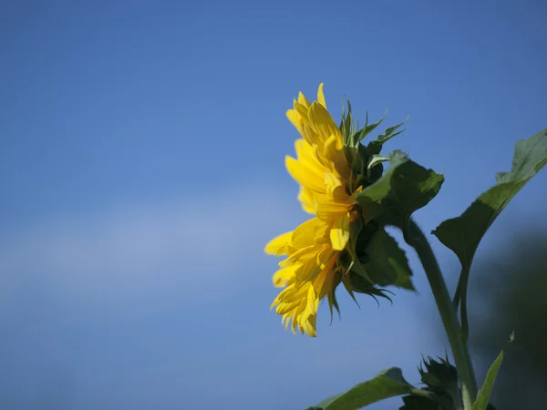 A single sunflower close-up — Stock Photo, Image