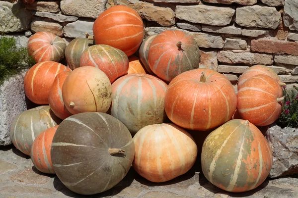 Pile of colorful pumpkins — Stock Photo, Image