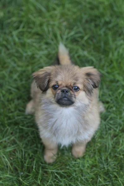 Küçük köpek çim — Stok fotoğraf