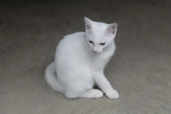 灰色の背景に白い猫がいて — ストック写真