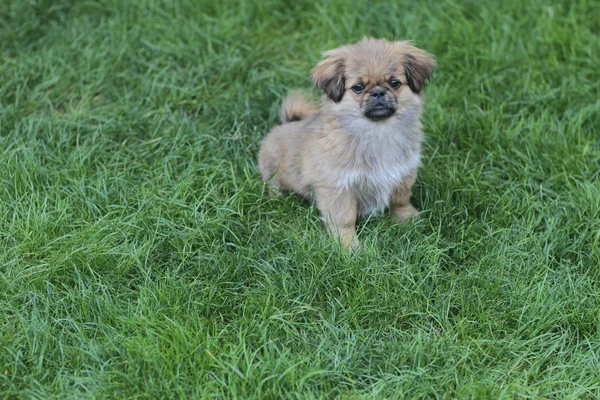 Cucciolo su erba verde — Foto Stock