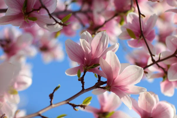 Magnolienblüten Nahaufnahme Stockfoto