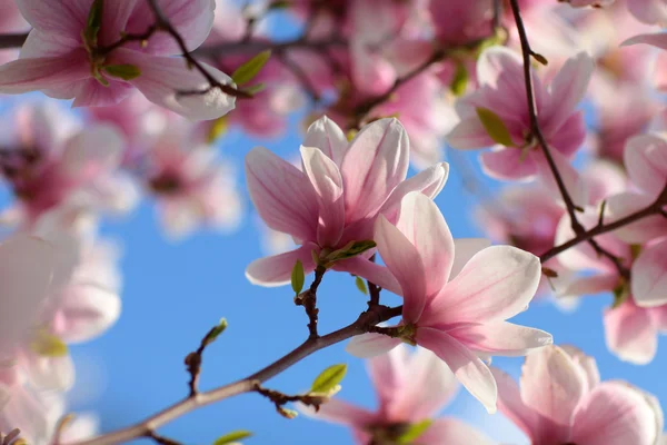 Magnolia fiori primo piano Foto Stock