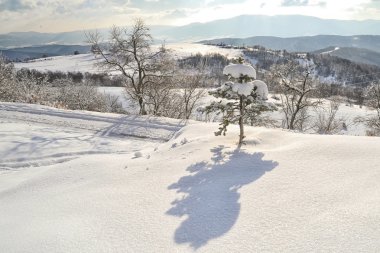 Ormanda kış manzarası