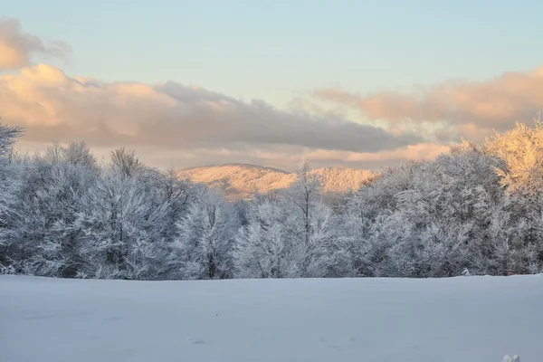 Zimowy krajobraz w lesie — Zdjęcie stockowe