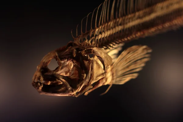 Σκελετό ψάρι, κοντινό πλάνο — Φωτογραφία Αρχείου