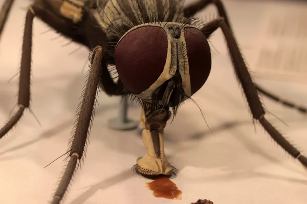 Makro mucha z bliska — Zdjęcie stockowe