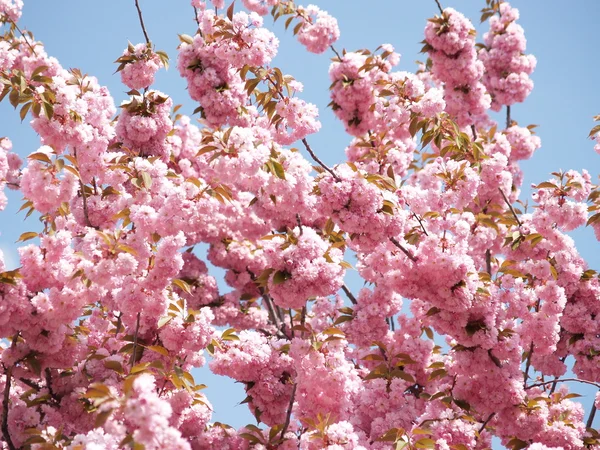 Sakura Primavera fiori rosa — Foto Stock