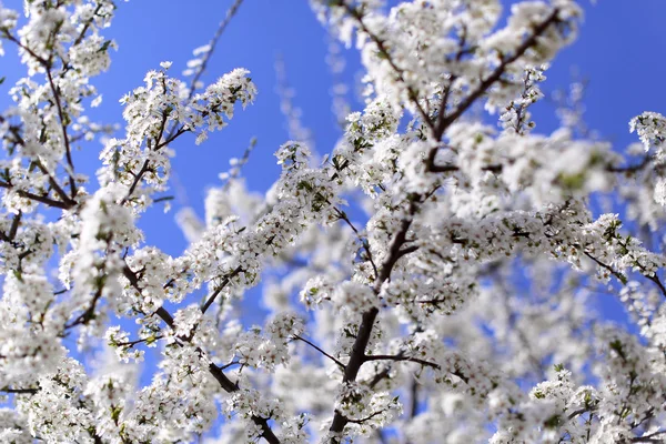 Cherry blooming — Stock Photo, Image