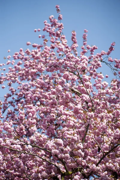 Fioritura di ciliegie — Foto Stock