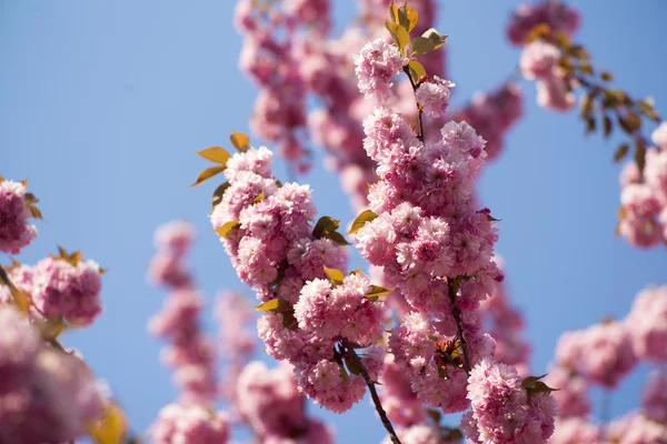 Japanese flowering cherry — Stock Photo, Image