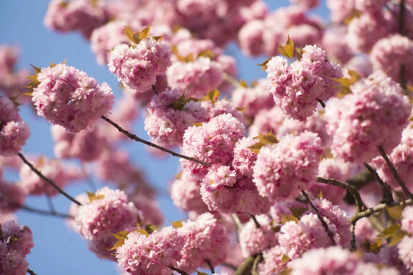 Primavera giapponese ciliegio fioritura — Foto Stock