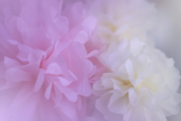 Flores de papel — Fotografia de Stock