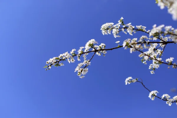 Cherry blossom and blue sky — Stock Photo, Image