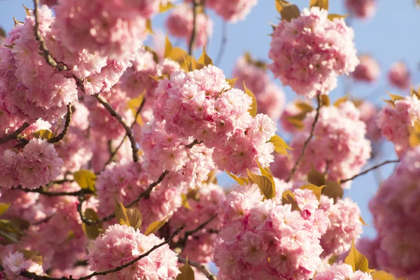 Flor de primavera — Fotografia de Stock