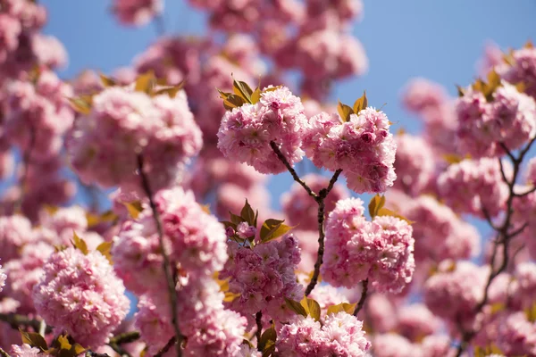 Florecimiento de cerezos — Foto de Stock