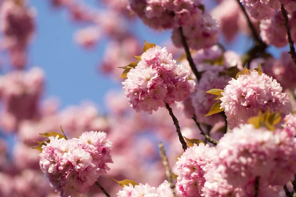 Fiori di ciliegio primaverili — Foto Stock