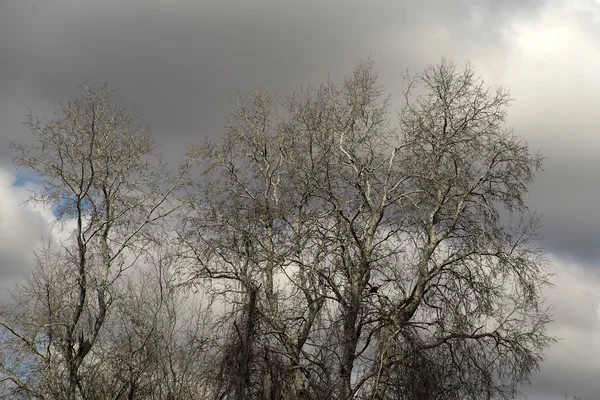 Kahle Bäume und grauer Himmel — Stockfoto