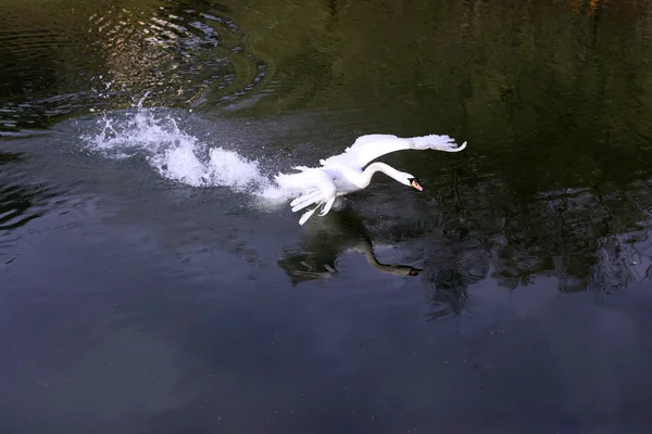 Cygne blanc dans le lac — Photo