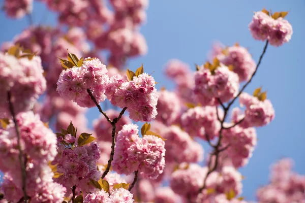 桜の開花 — ストック写真