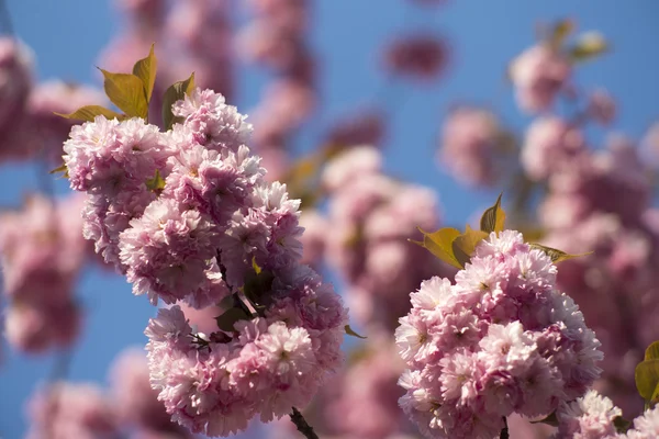 Cereza oriental — Foto de Stock